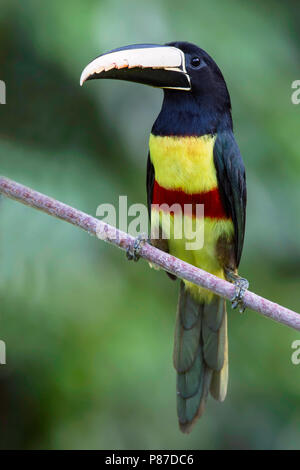 Black-necked Aracari (Pteroglossus aracari) perched on a branch in a tropical rainforest. Stock Photo