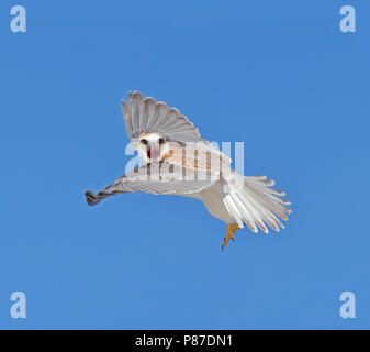 Immature Black-shouldered Kite (Elanus axillaris) calling in flight Stock Photo