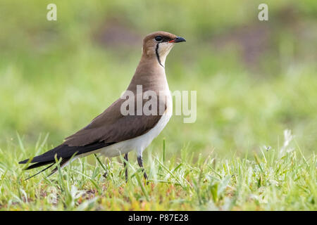 Vorkstaartplevier; Black-winged Pratincole; Glareola nordmanni Stock Photo