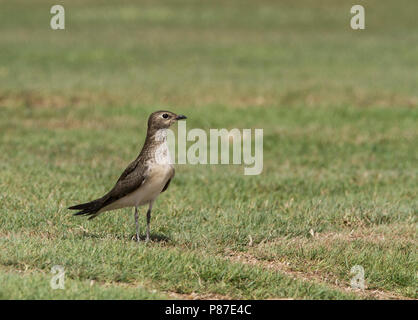 Juvenile Black-winged Pratincole (Glareola nordmanni) resting on El Gouna golf course Stock Photo