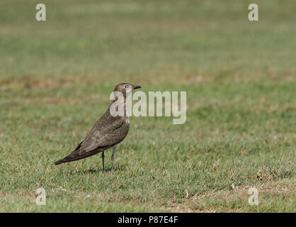 Juvenile Black-winged Pratincole (Glareola nordmanni) resting on El Gouna golf course Stock Photo