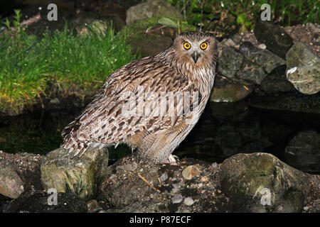 Blakiston-visuil, Blakiston's Fish-Owl Stock Photo