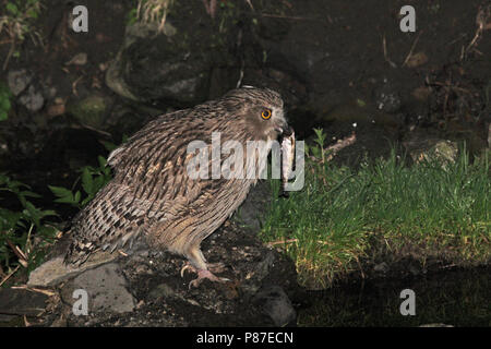 Blakiston-visuil met vis, Blakiston's Fish-Owl with fish Stock Photo