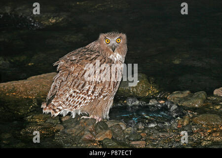 Blakiston-visuil, Blakiston's Fish-Owl Stock Photo