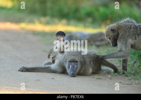 Baby baboon playing action cutest monkey in Kruger Stock Photo
