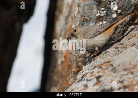 Güldenstädt's Redstart - Riesenrotschwanz - Phoenicurus erythrogastrus ssp. grandis, Kyrgyzstan, adult female Stock Photo
