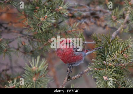 haakbek in de winter; Pine Grosbeak in winter Stock Photo