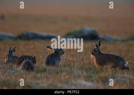 haas in ochtend licht; hare in morning light Stock Photo