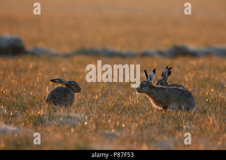 haas in ochtend licht; hare in morning light Stock Photo