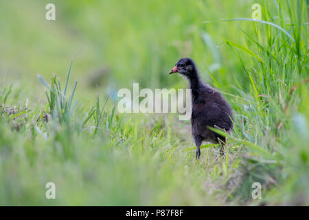 Juvenile Common Moorhen (Gallinula chloropus) standing in a meadow Stock Photo