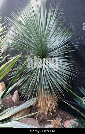 Yucca rostrata  or known as blue swan Yucca Stock Photo