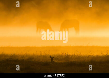 Europese Haas zittend in veld op mistige ochtend met grazende paarden op achtergrond; European Hare sitting in field at misty morning with grazing hor Stock Photo