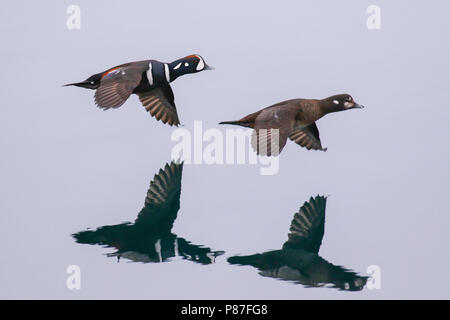 Harlequin Ducks (Histrionicus histrionicus) flying in Japanese harbour on Hokkaido. Stock Photo