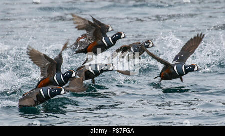 Harlequin Ducks (Histrionicus histrionicus) flying in Japanese harbour on Hokkaido. Stock Photo