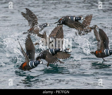 Harlequin Ducks (Histrionicus histrionicus) flying in Japanese harbour on Hokkaido. Stock Photo