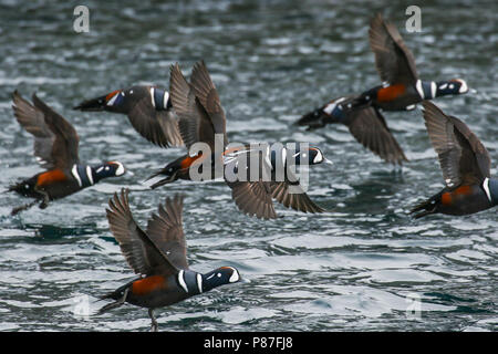 Harlequin Ducks (Histrionicus histrionicus) flying in Japanese harbour on Hokkaido. Stock Photo