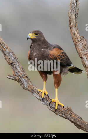 Adult female Hidalgo Co., TX March 2014 Stock Photo