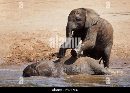 Two in the water playing elephant calfs on a hot summer day Stock Photo