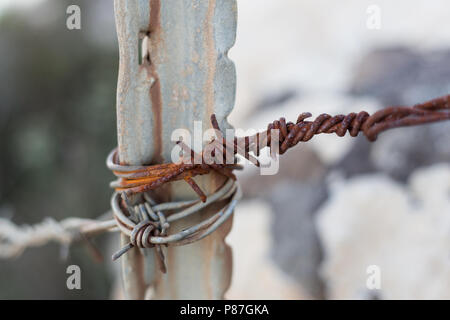 Old and Rusty barbed wire wrapped on a steel fence pole Stock Photo