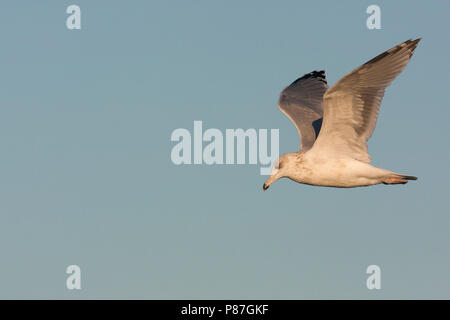 Herring Gull - Silbermöwe - Larus argentatus, Germany, 3rd Winter Stock Photo