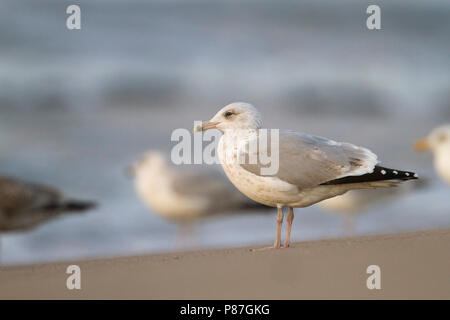 Herring Gull - Silbermöwe - Larus argentatus, Germany, 3rd Winter Stock Photo