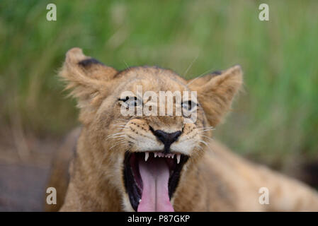 Baby lion cub portrait while yawning, tired cub Stock Photo