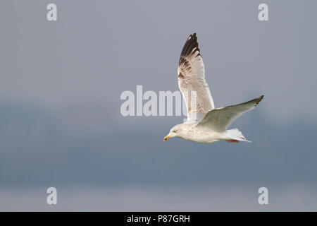 Herring Gull - Silbermöwe - Larus argentatus, Switzerland, 3rd Winter Stock Photo