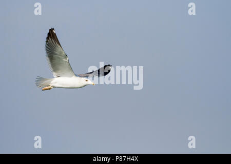 Heuglin's Gull - Tundramöwe - Larus heuglini, Oman, adult Stock Photo