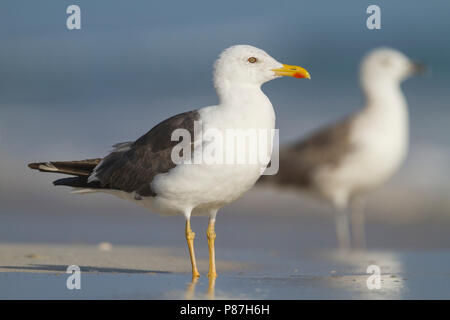 Heuglin's Gull - Tundramöwe - Larus heuglini, Oman, adult Stock Photo