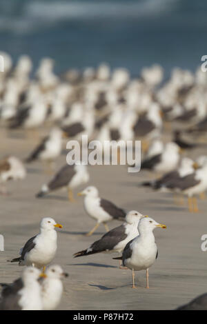Heuglin's Gull - Tundramöwe - Larus heuglini, Oman Stock Photo
