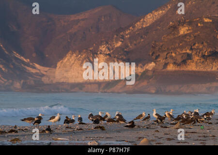 Heuglin's Gull - Tundramöwe - Larus heuglini, Oman Stock Photo