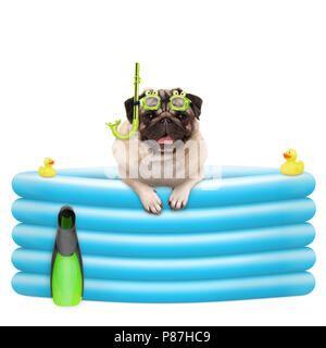 happy summer pug dog with goggles and snorkel, on vacation, in inflatable pool, isolated on white background Stock Photo