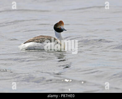 Hooded Grebe (Podiceps gallardoi) a critically endangered species of bird found in isolated lakes in the most remote parts of Patagonia. Stock Photo