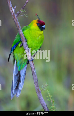 Horned Parakeet (Eunymphicus cornutus), a medium-sized parrot endemic to New Caledonia. Stock Photo