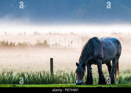 Belgisch trekpaard, Belgian draft horse Stock Photo