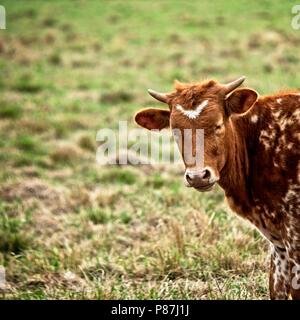 Southeastern TX USA - 3/16/2018 - Texas Longhorn Calf in Field 1 Stock Photo