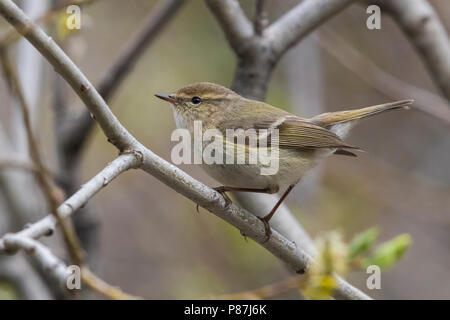 Humes Bladkoning, Hume's Leaf Warbler, Phylloscopus humei Stock Photo