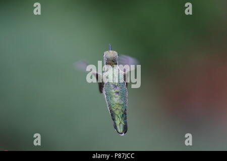 Female Anna's Hummingbird feeding on flowers Stock Photo