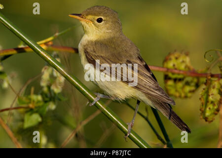 Spotvogel, Icterine Warbler, Hippolais icterina Stock Photo