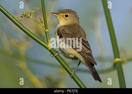 Spotvogel, Icterine Warbler, Hippolais icterina Stock Photo