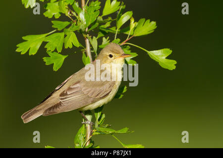 Spotvogel, Icterine Warbler, Hippolais icterina Stock Photo