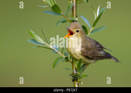 Spotvogel, Icterine Warbler, Hippolais icterina Stock Photo