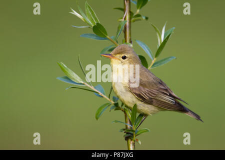 Spotvogel, Icterine Warbler, Hippolais icterina Stock Photo