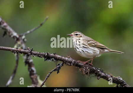 Olive-backed Pipit - Waldpieper - Anthus hodgsoni ssp. yunnanensis, Russia Stock Photo
