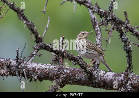 Olive-backed Pipit - Waldpieper - Anthus hodgsoni ssp. yunnanensis, Russia Stock Photo