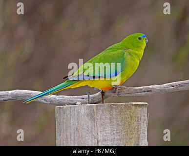 Critically Endangered Orange-bellied Parrot (Neophema chrysogaster) perched on a branch Stock Photo