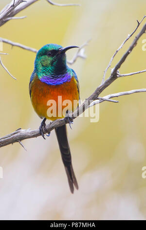 Orange-breasted Sunbird (Anthobaphes violacea), an colorful endemic bird species of the fynbos habitat of southwestern South Africa. Stock Photo