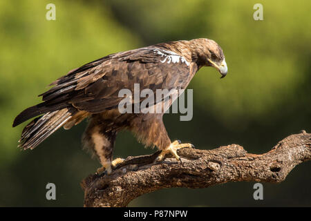 Spaanse Keizerarend, Spanish Imperial Eagle, Aquila adalberti Stock Photo