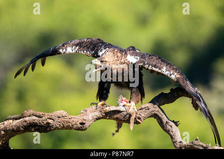 Spaanse Keizerarend, Spanish Imperial Eagle, Aquila adalberti Stock Photo