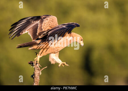 Spaanse Keizerarend, Spanish Imperial Eagle, Aquila adalberti Stock Photo